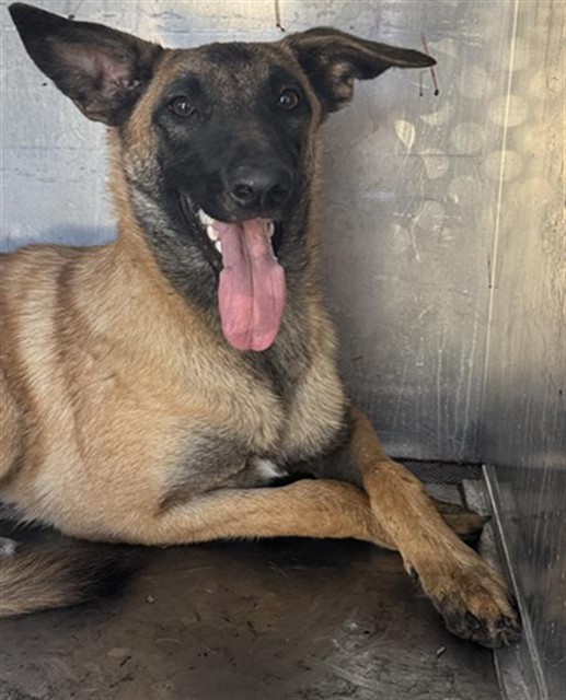 Shelter Stray Female Dog last seen CREEKS EDGE WAY & SHINING STAR DR, 2127 Front St, Sacramento, CA 95818, USA