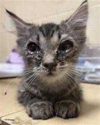 Shelter Stray Male Cat last seen FAIRBANKS AVE & CLOYD ST, 2127 Front St, Sacramento, CA 95818, USA