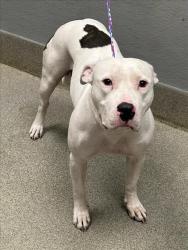 Shelter Stray Female Dog last seen Near BLOCK ZAVALA ST, LAS VEGAS NV 89103, 655 N Mojave Rd, Las Vegas, NV 89101, USA