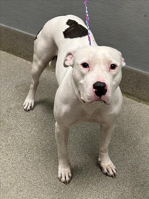 Shelter Stray Female Dog last seen Near BLOCK ZAVALA ST, LAS VEGAS NV 89103, 655 N Mojave Rd, Las Vegas, NV 89101, USA
