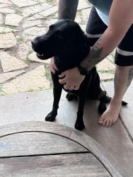 Found/Stray Male Dog last seen City view Sierra place / fresno, Amarillo, TX 79118