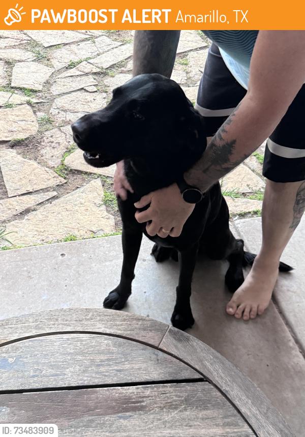 Found/Stray Male Dog last seen City view Sierra place / fresno, Amarillo, TX 79118