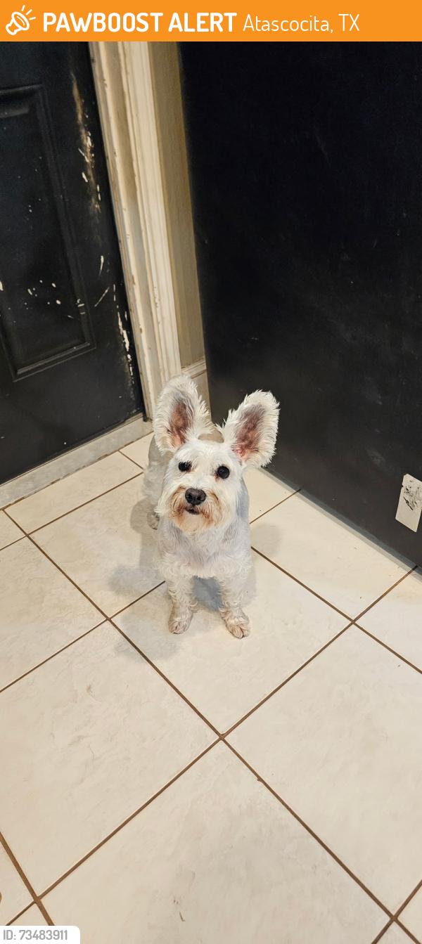 Found/Stray Female Dog last seen Will Clayton Parkway and Eagle Springs, Atascocita, TX 77346