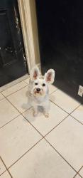 Found/Stray Female Dog last seen Will Clayton Parkway and Eagle Springs, Atascocita, TX 77346