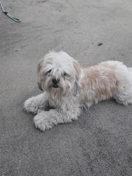 Found/Stray Female Dog last seen Hayden lakes dr and greenford glen, Houston, TX 77429