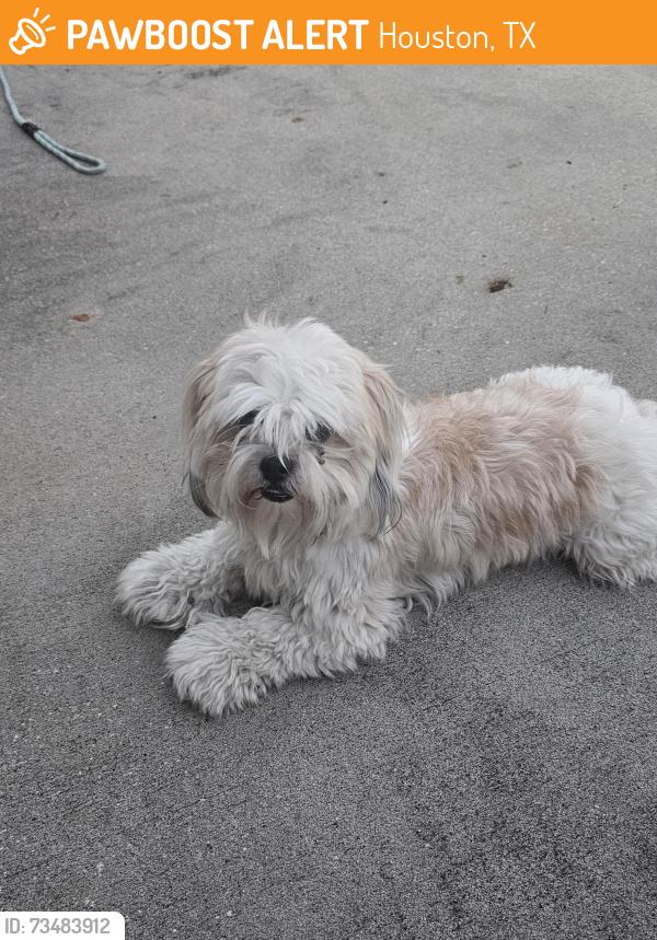 Found/Stray Female Dog last seen Hayden lakes dr and greenford glen, Houston, TX 77429