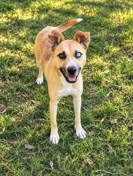 Shelter Stray Female Dog last seen LINWOOD RD, 1601 Airport Rd, Shelby, NC 28150, USA