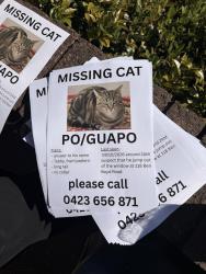 Reunited Male Cat last seen Near benboyd road, Neutral Bay, NSW 2089