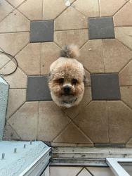 Reunited Male Dog last seen Barnsley Reserve Pl Gibsonton, FL 33534 United States, Gibsonton, FL 33534
