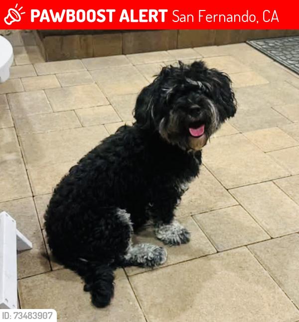 Lost Female Dog last seen Library street, Alexander street and Maclay street, San Fernando, CA 91340