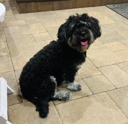 Lost Female Dog last seen Library street, Alexander street and Maclay street, San Fernando, CA 91340