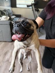 Found/Stray Male Dog last seen 67th avenue and VanBuren, Phoenix, AZ 85043