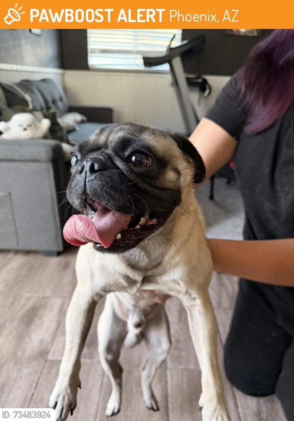 Found/Stray Male Dog last seen 67th avenue and VanBuren, Phoenix, AZ 85043