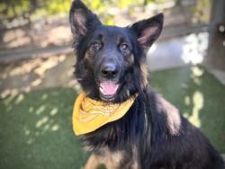 Shelter Stray Male Dog last seen , 957 N Gaffey St, San Pedro, CA 90731, USA