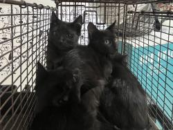 Shelter Stray Male Cat last seen , 957 N Gaffey St, San Pedro, CA 90731, USA