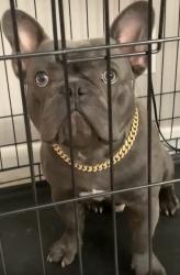 Lost Male Dog last seen 5th ave and sunrise blvd, Fort Lauderdale, FL 33311