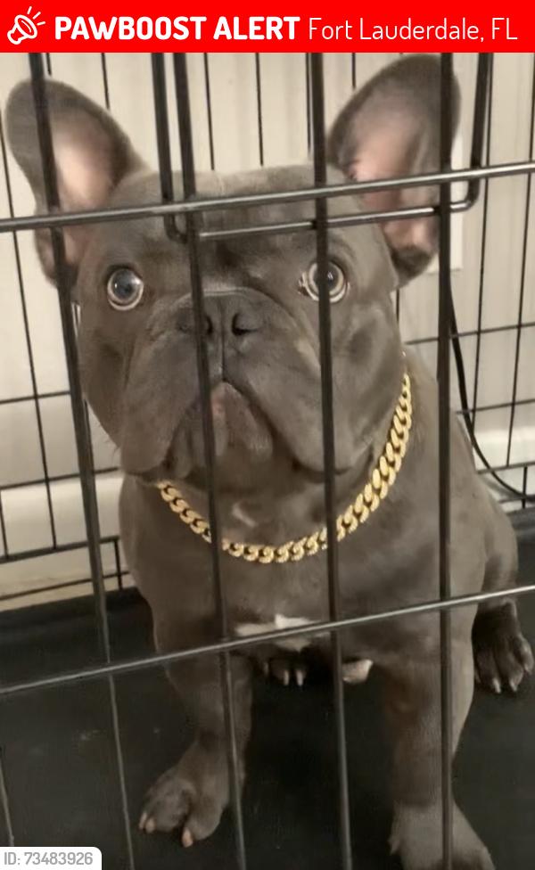 Lost Male Dog last seen 5th ave and sunrise blvd, Fort Lauderdale, FL 33311