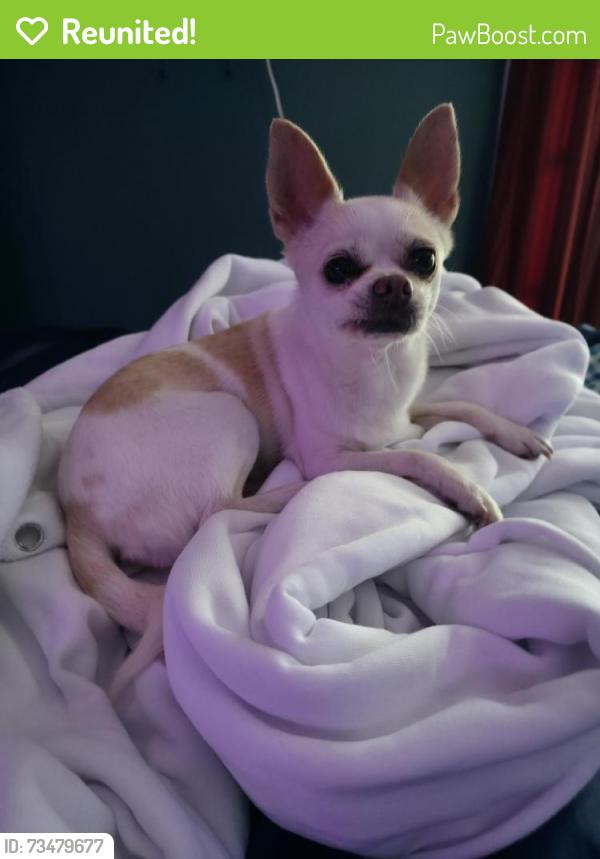 Reunited Female Dog last seen Euclid close to Vons, Santa Monica, CA 90403