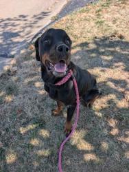 Shelter Stray Female Dog last seen Near BLOCK LYNN HAVEN,63042, 10521 Baur Blvd, Olivette, MO 63132, USA