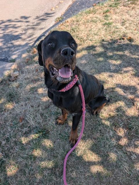 Shelter Stray Female Dog last seen Near BLOCK LYNN HAVEN,63042, 10521 Baur Blvd, Olivette, MO 63132, USA