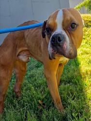Shelter Stray Male Dog last seen COLUMBIA BOTTOM CONSERVATION AREA-63138, 10521 Baur Blvd, Olivette, MO 63132, USA