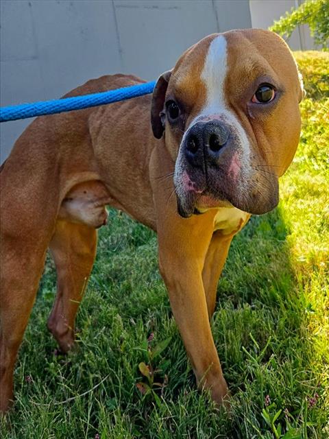 Shelter Stray Male Dog last seen COLUMBIA BOTTOM CONSERVATION AREA-63138, 10521 Baur Blvd, Olivette, MO 63132, USA
