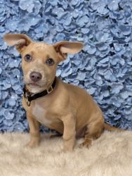 Shelter Stray Male Dog last seen Near BLOCK MOUNT CELESTE CT, BAKERSFIELD CA 93313, 3951 Fruitvale Ave, Bakersfield, CA 93308, USA
