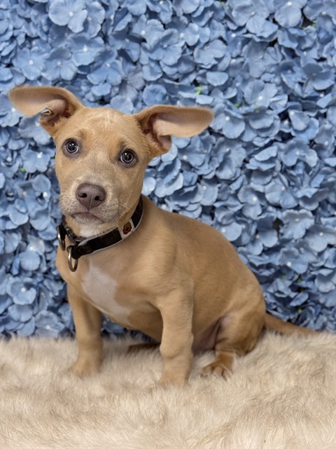 Shelter Stray Male Dog last seen Near BLOCK MOUNT CELESTE CT, BAKERSFIELD CA 93313, 3951 Fruitvale Ave, Bakersfield, CA 93308, USA