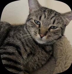 Reunited Female Cat last seen Near June Way, El Cajon, CA 92021, USA, El Cajon, CA 92021