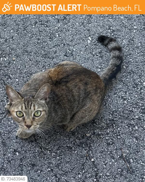 Found/Stray Unknown Cat last seen Powerline and Atlantic, Pompano Beach, FL 33069