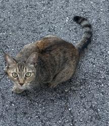 Found/Stray Unknown Cat last seen Powerline and Atlantic, Pompano Beach, FL 33069