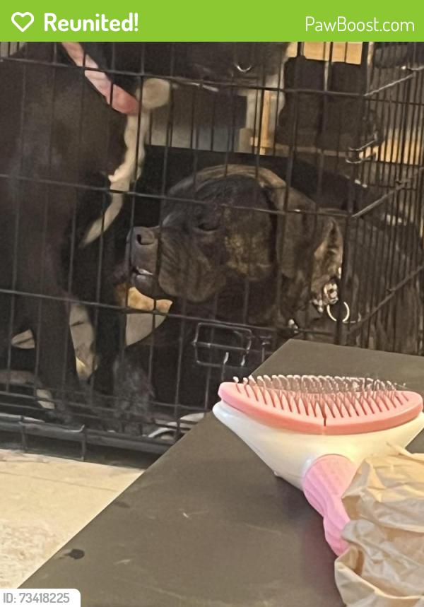 Reunited Male Dog last seen Granada and Cortez, Denver, CO 80221