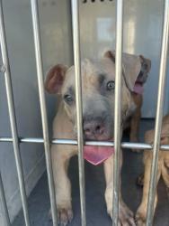 Shelter Stray Male Dog last seen STILLMAN PARK CIR/47TH AVE, 95824, 3839 Bradshaw Rd, Sacramento, CA 95827, USA