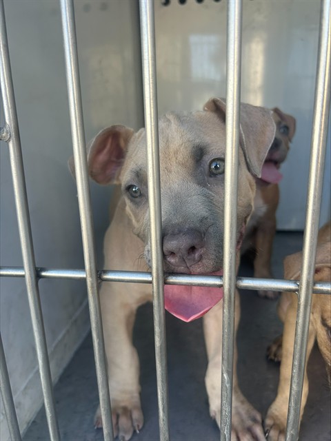 Shelter Stray Male Dog last seen STILLMAN PARK CIR/47TH AVE, 95824, 3839 Bradshaw Rd, Sacramento, CA 95827, USA