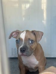 Shelter Stray Female Dog last seen STILLMAN PARK CIR/47TH AVE, 95824, 3839 Bradshaw Rd, Sacramento, CA 95827, USA