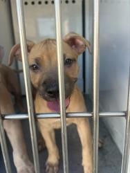 Shelter Stray Female Dog last seen STILLMAN PARK CIR/47TH AVE, 95824, 3839 Bradshaw Rd, Sacramento, CA 95827, USA