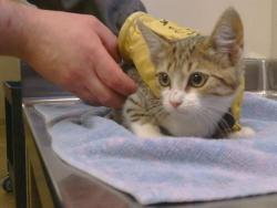 Shelter Stray Female Cat last seen MANMAR WAY/48TH AVE, 95823, 3839 Bradshaw Rd, Sacramento, CA 95827, USA