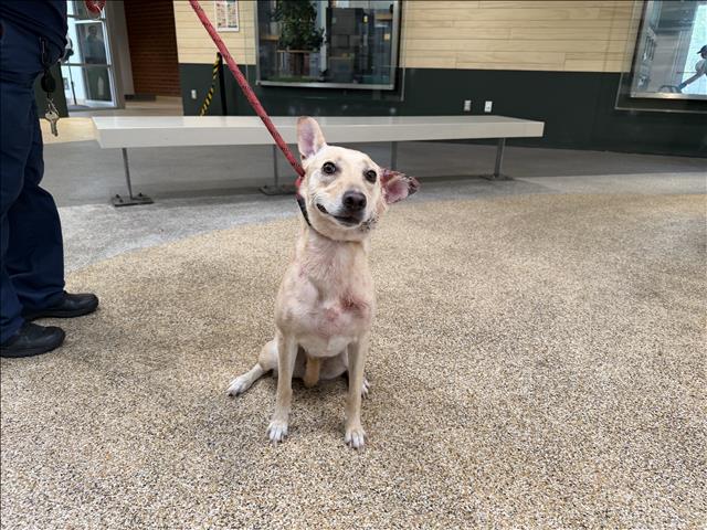 Shelter Stray Female Dog last seen , 3201 Lacy St, Los Angeles, CA 90031, USA