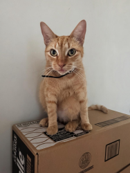 Lost Female Cat last seen Bellaire and Neecastle, Bellaire, TX 77401