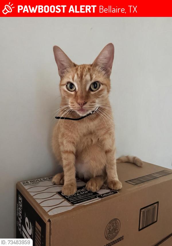 Lost Female Cat last seen Bellaire and Neecastle, Bellaire, TX 77401