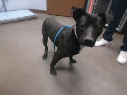 Shelter Stray Male Dog last seen BASELINE RD AND MC 85, 2500 S 27th Ave, Phoenix, AZ 85009, USA