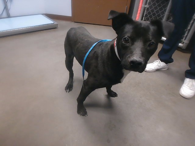 Shelter Stray Male Dog last seen BASELINE RD AND MC 85, 2500 S 27th Ave, Phoenix, AZ 85009, USA