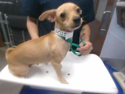 Shelter Stray Female Dog last seen Near BLOCK N 75TH AVE, 2500 S 27th Ave, Phoenix, AZ 85009, USA