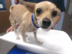 Shelter Stray Female Dog last seen Near BLOCK N 75TH AVE, 2500 S 27th Ave, Phoenix, AZ 85009, USA