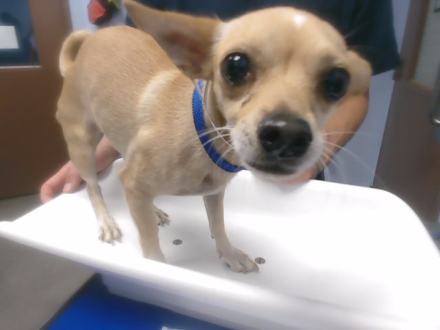 Shelter Stray Female Dog last seen Near BLOCK N 75TH AVE, 2500 S 27th Ave, Phoenix, AZ 85009, USA