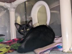 Shelter Stray Male Cat last seen Near BLOCK 168TH AVE SE, KENT WA 98042, 21615 64th Ave S, Kent, WA 98032, USA