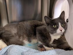 Shelter Stray Female Cat last seen Near BLOCK SE 261ST ST, COVINGTON WA 98042, 21615 64th Ave S, Kent, WA 98032, USA