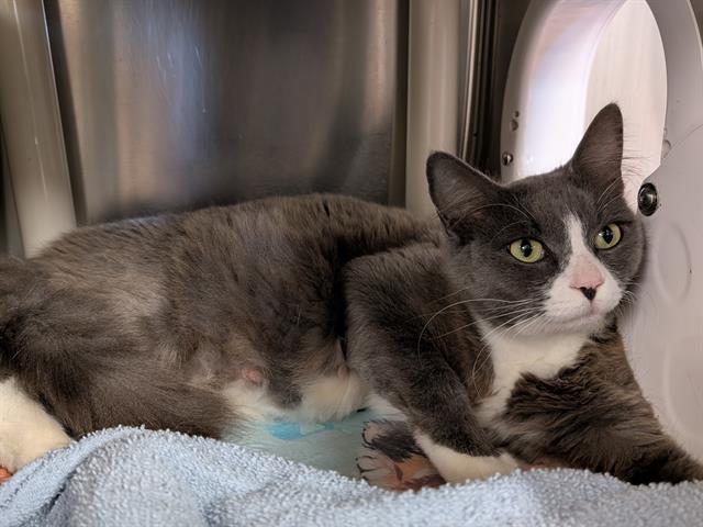 Shelter Stray Female Cat last seen Near BLOCK SE 261ST ST, COVINGTON WA 98042, 21615 64th Ave S, Kent, WA 98032, USA