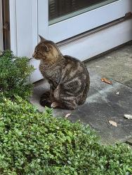 Found/Stray Unknown Cat last seen Inverness, IL, Inverness, IL 60010