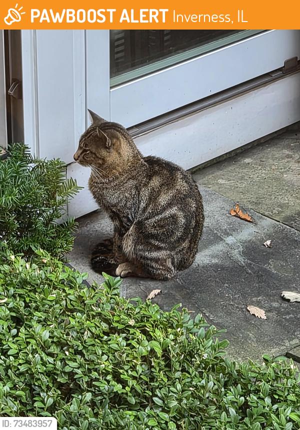 Found/Stray Unknown Cat last seen Inverness, IL, Inverness, IL 60010